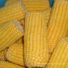 China Frozen Sweet Corn on COB, Sweet Corn with Stem